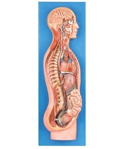 Sympathetic nervous system anatomical model Human profile model