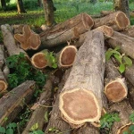 Teak wood log