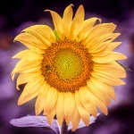 Top Quality High Oleic Sunflower Oil