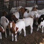 Top quality Live Sheep, Goats and Cattle ( Steer, Cows & Calf)