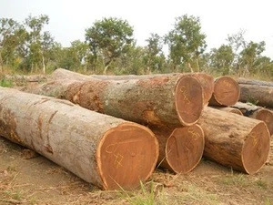 Top Quality Timber logs