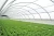 Import UV Resistant Idpe Film 150 Micron Greenhouse Plastic for Agricultural from China