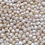 White Sorghum