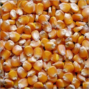 WHITE/YELLOW Corn(MAIZE) for Animal Feed and Human Consumption..