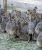 Import Wholesale Ostrich Chicks for Sale /Red and Black Neck Ostrich for Sale/Live Ostrich Birds from USA