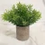 Import YAYUN A-3008 Mini Potted Artificial Eucalyptus Boxwood and Rosemary Plants from China