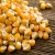 Import Yellow Corn For Animal Feed from India