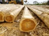 Teak wood logs / Tali wood logs  / Sawn Wood