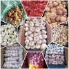 Fresh Egyptian Garlic – High Quality