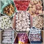 Fresh Egyptian Garlic – High Quality