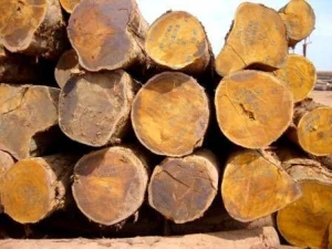 Bilinga Wood Log