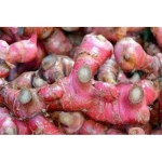 Original red ginger from Indonesia
