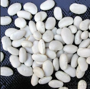 White Beans, White Kidney Beans, New Crop White Beans