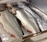 Salmon Fresh Frozen/Frozen King Salmon Fish for sale