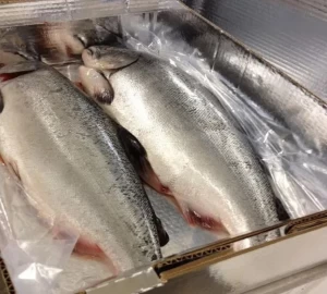 Salmon Fresh Frozen/Frozen King Salmon Fish for sale