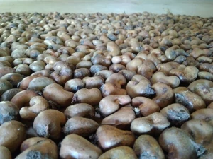Raw Cashew Nut in shell