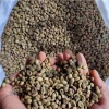 Indonesian Robusta Green Coffee Beans-Lampung | Classic Natural