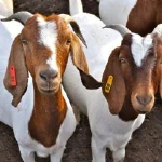 Boer and pigmy goats