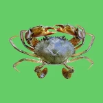 Soft Shell Mud Crab