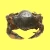 Import Soft Shell Mud Crab from Bangladesh