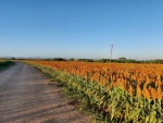 Sorghum