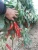 Import red chilli  red chillies from Uzbekistan
