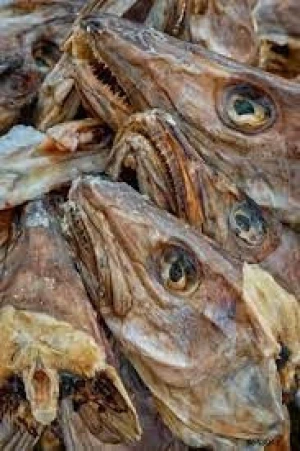 stockfish head from Norway