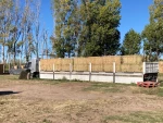 Alfalfa
