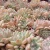 Import 071 Echeveria Pink Alex Glass Terrarium Live Indoor beautiful flower variegated Live Plant Rare Indoor Plant from China