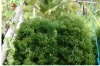 Raw Dried Seaweed Kappaphycus Alvarezii & Eucheuma for Carrageenan Production