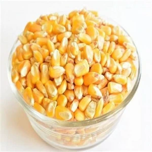 Yellow Corn/ Maize