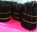 Vanilla Beans
