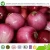 Import 1 ton price wholesale fresh red onion from China