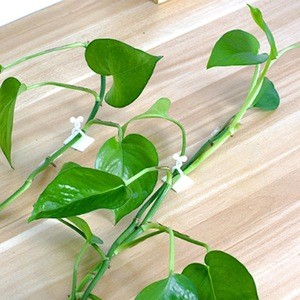 100PCS Garden Vegetable Plant Support Binding Clip Vine Plant Climbing Wall Fixer Non-marking Self-adhesive Hook