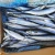 Import 120-140G pacific saury latin name of cololabis saira sea frozen good tasted fish from China