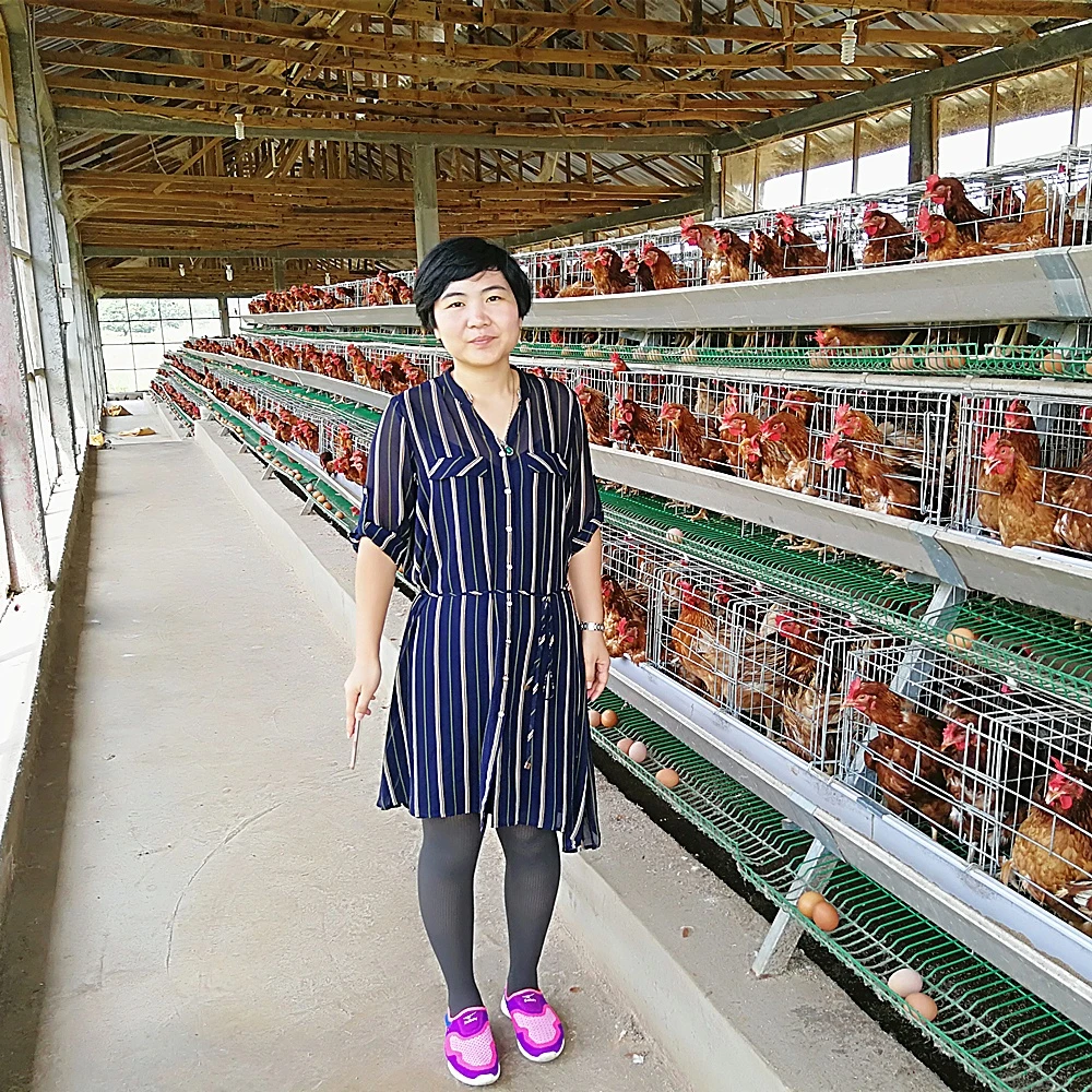 15000birds chicken cages poultry farm egg layer