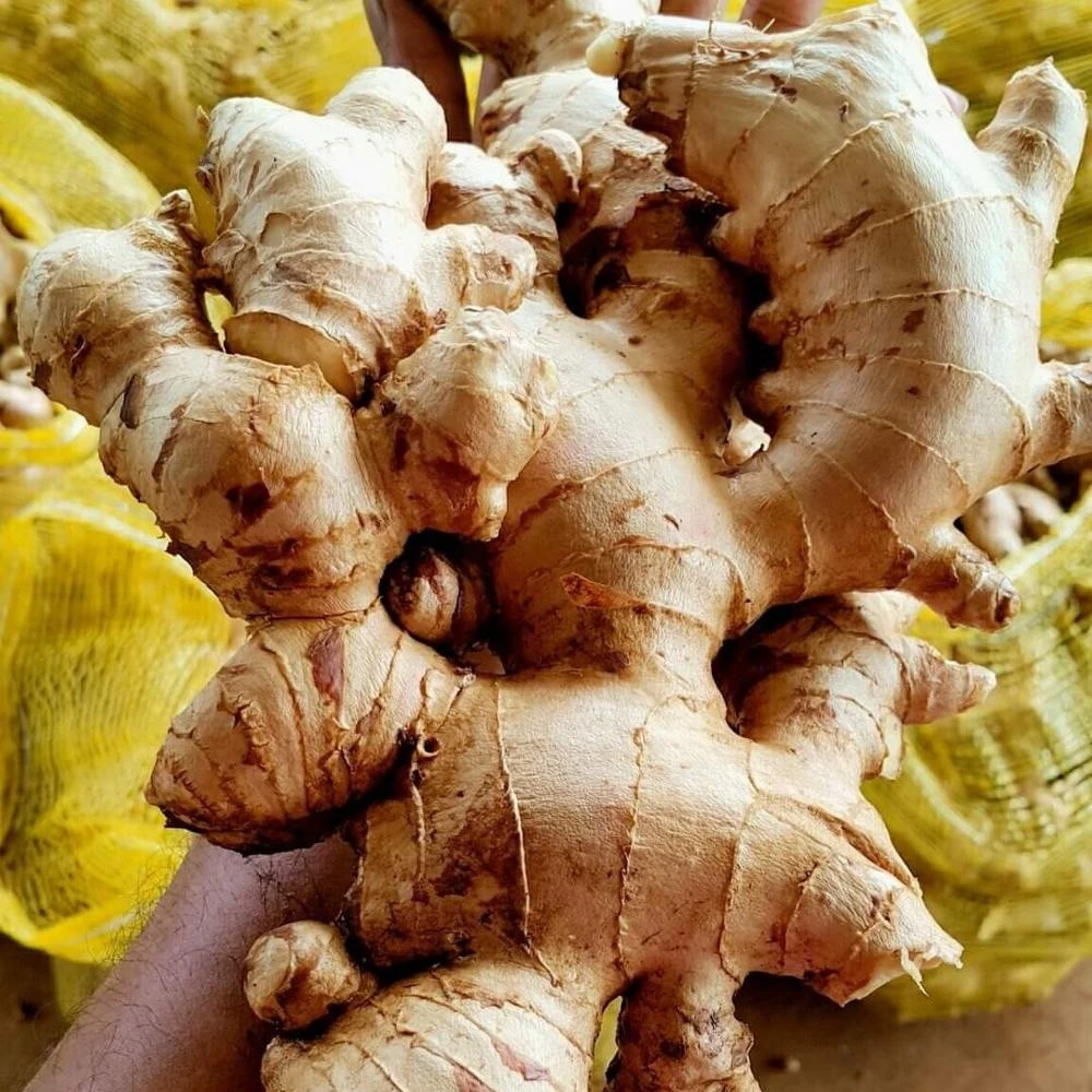 2020 Crop organic Fresh Ginger For Sale