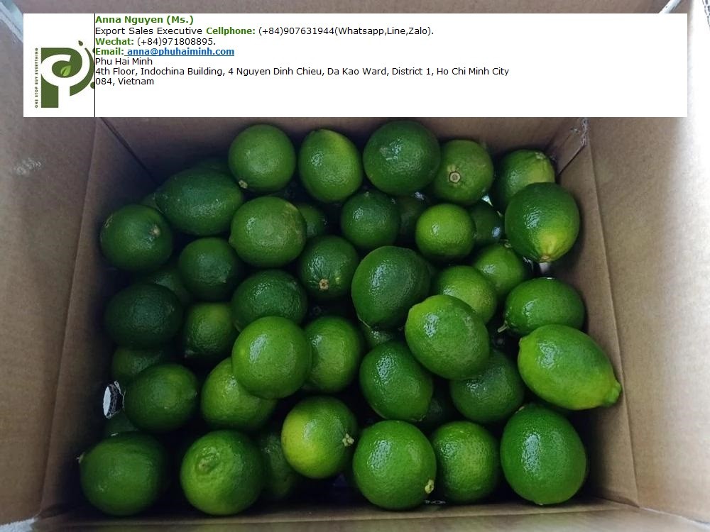 2020 HOT SALE FRESH SEEDLESS LIME ANDFRESH GREEN LEMON FROM VIETNAM WITH BEST PRICE  FROM PHU HAI MINH CO.LTD