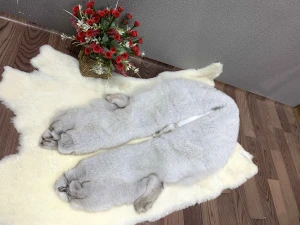 2020 Newest popular style ladies shawl natural wool and real fox fur shawls casual autumn winter shawl