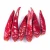 Import 3-6cm very pungent hot sanying red chilli with 72000 SHU from China