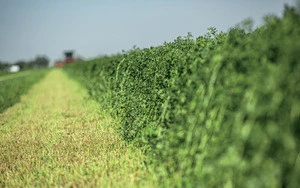 Alfalfa Hay , High quality , fresh crop