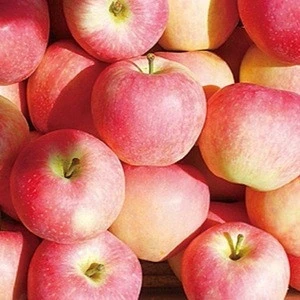 Apple price on sale apple fruit fresh fuji for export