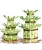 Import artificial bonsai trees indoor natural plants lucky bamboo dracaena sanderiana from China