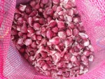 Best Small RED ONION Quality Wholesale Cheap Price from Thaland OEM