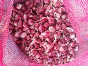 Best Small RED ONION Quality Wholesale Cheap Price from Thaland OEM