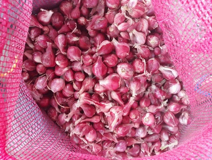 Best Small RED ONION Quality Wholesale Cheap Price from Thaland OEM