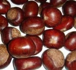 brand new chest nuts for sale with low price buy bulk horse chestnuts