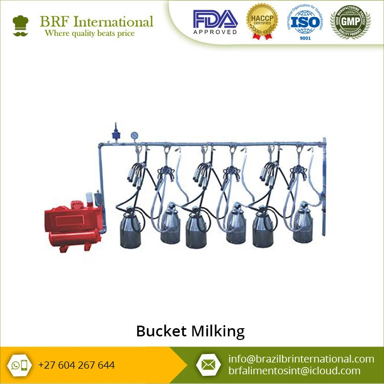 Bucket Milking Machine with lid at Good Price