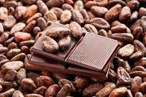 Cacao Beans ,Dried Criollo Cocoa Beans ,Organic Roasted Cacao Beans for sale