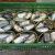 Import Canned Jack Mackerel in Brine Jurel from China